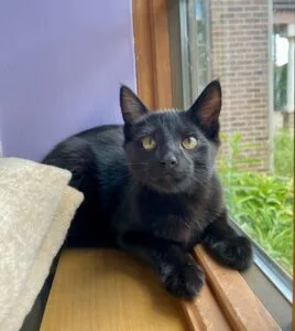 family cats　0331 Sylvanian Families Fisher Grey Cat Family Striped Flair